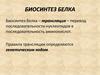 Биосинтез белка