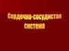 Сердечно-сосудистая система