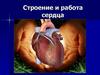 Строение и работа сердца