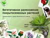 Вегетативное размножение покрытосеменных растений