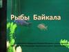 Фауна Байкала