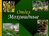 Отдел моховидные