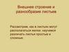 Внешнее строение и разнообразие листьев