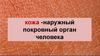 Кожа - наружный покровный орган человека