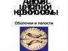Анатомия центральной нервной системы. Оболочки и полости