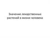 Значение лекарственных растений в жизни человека