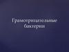 Грамотрицательные бактерии