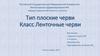 Тип плоские черви. Класс Ленточные черви