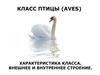 Класс птицы (aves). Характеристика класса. Внешнее и внутреннее строение