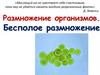 Размножение организмов. Бесполое размножение