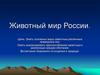 Животный мир России