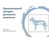 Однокамерный желудок домашних животных