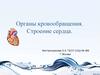 Органы кровообращения. Строение сердца