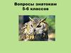 Знатоки русского языка. Вопросы знатокам 5-6 классов