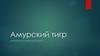 Амурский тигр