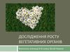 Дослідження росту вегетативних органів рослин