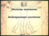 Железы человека. Эндокринная система