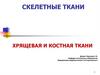 Скелетные ткани. Хрящевая и костная ткани