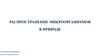 Распространение микроорганизмов в природе