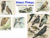 Класс птицы. Общая характеристика класса