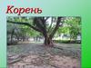 Корень. 6 класс