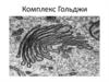 Комплекс Гольджи
