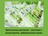Трансгенные растения  – растения с искусственно добавленным геном