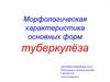 Морфологическая характеристика основных форм туберкулёза