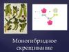 Моногибридное скрещивание