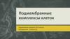 Подмембранные комплексы клеток