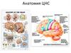 Анатомия ЦНС
