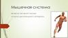 Мышечная система