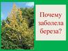 Почему заболела береза?