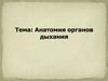 Анатомия органов дыхания
