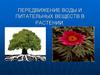 Передвижение воды и питательных веществ в растении
