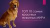 ТОП 10 самых красивых животных МИРА