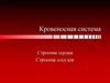 Кровеносная система. Строение сердца. Строение сосудов