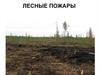 Лесные пожары