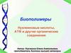 Биополимеры. Нуклеиновые кислоты, АТФ и другие органические соединения