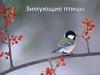 Зимующие птицы