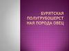 Бурятская полугрубошерстная порода овец