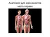Анатомия для массажистов