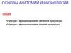 Основы анатомии и физиологии