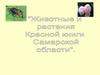 Животные и растения "Красной книги" Самарской области