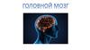 Головно́й мозг