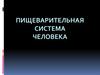 Пищеварительная система и процесс пищеварения у человека
