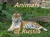 Animals of Russia