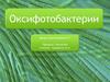Оксифотобактерии, или Цианобактерии