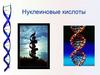 Нуклеиновые кислоты