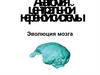 Анатомия центральной нервной системы. Эволюция мозга